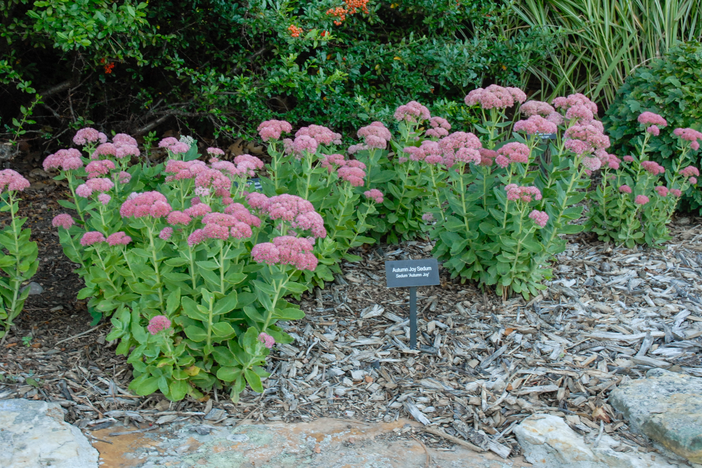 Autumn Joy Sedum